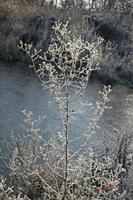Cjp_2010_01_31_115007 (1).jpg